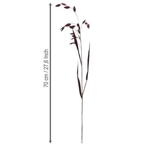 Plattährengras Trockengras Chasmantium Lila 70cm 10 St | Floristik24.ch