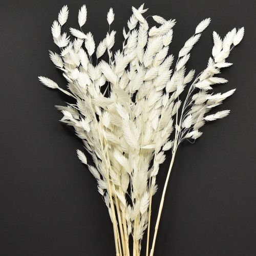 Floristik24 Plattährengras Trockengras Chasmantium Weiß 70cm 10 St