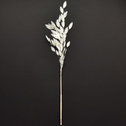 Plattährengras Trockengras Chasmantium Weiß 70cm 10 St | Floristik24.ch