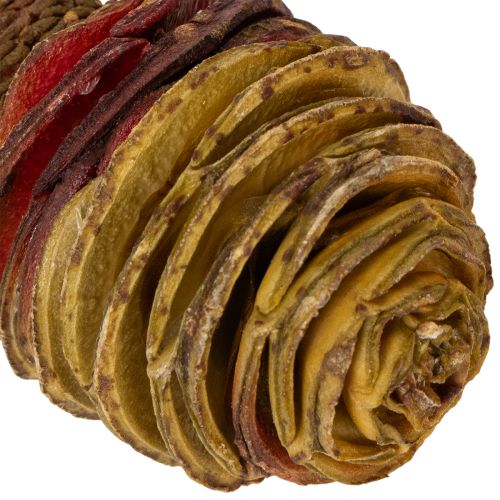 Platyspermum Creme 1-3, 50 Köpfe | Floristik24.ch