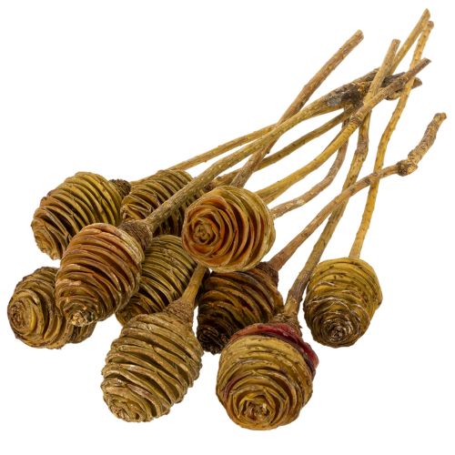 Platyspermum Creme 1-3, 50 Köpfe | Floristik24.ch