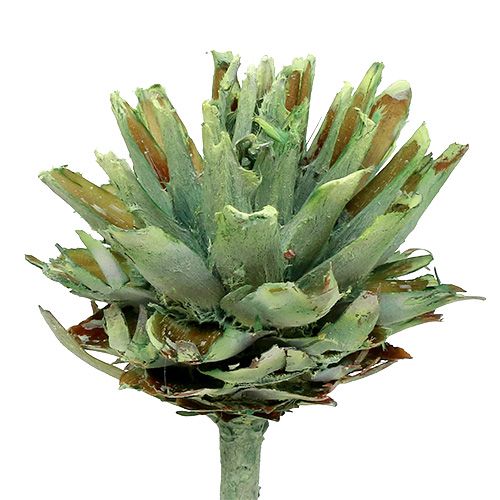 Artikel Plumosum 1 Grün gefrostet 25 St