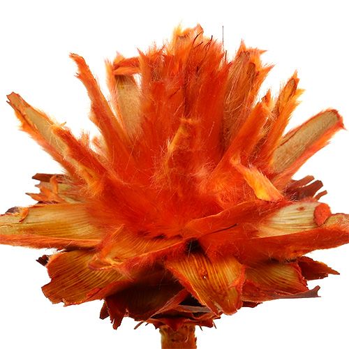 Artikel Plumosum 1 Orange 25 St