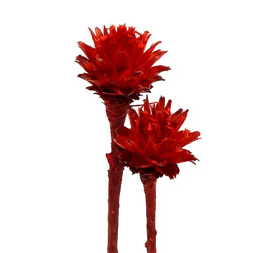 Floristik24 Plumosum 1 Rot 25 St