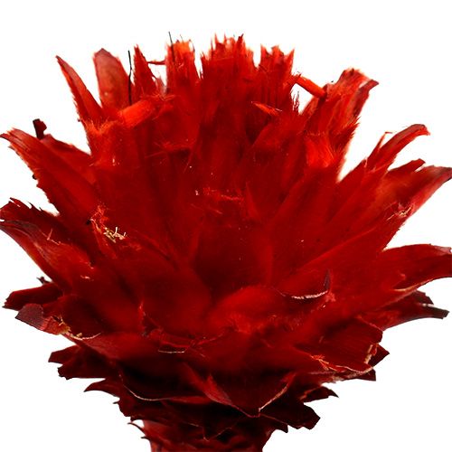 Floristik24 Plumosum 1 Rot 25 St