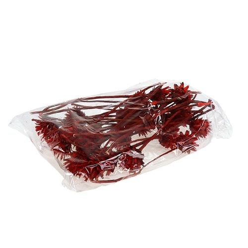 Floristik24 Plumosum 1 Rot 25 St