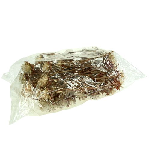 Leucospermum 1-3 Mix creme 100 Köpfe | Floristik24.ch