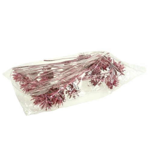 Floristik24 Leucospermum 1 brombeer gefrostet 25 St