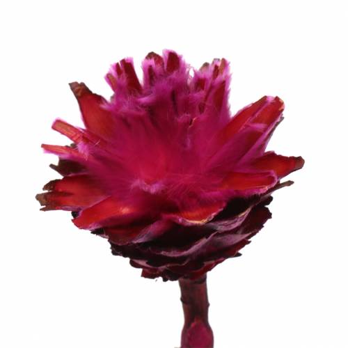 Artikel Plumosum 1 Erika 25 St