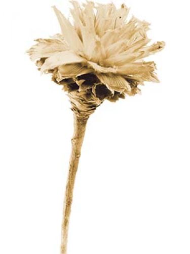 Floristik24 Plumosum 1 Kopf gebleicht (151) 25St