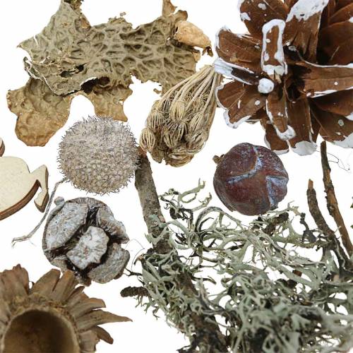 Floristik24 Trockenfloristik-Bastelset Advent Zapfen und Moos Weiß gewaschen 150g