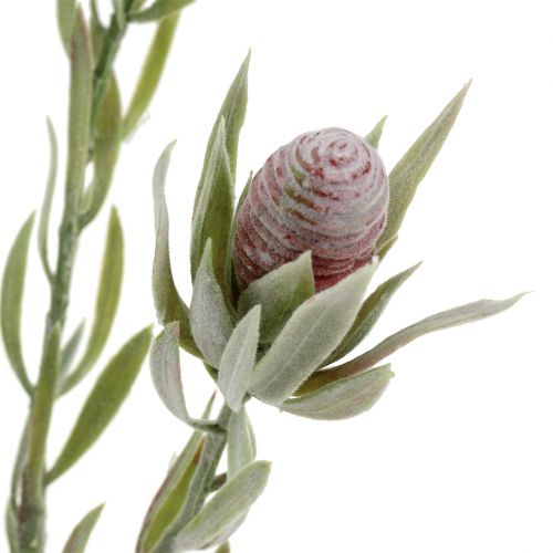 Floristik24 Protea Strauß 43cm 6St