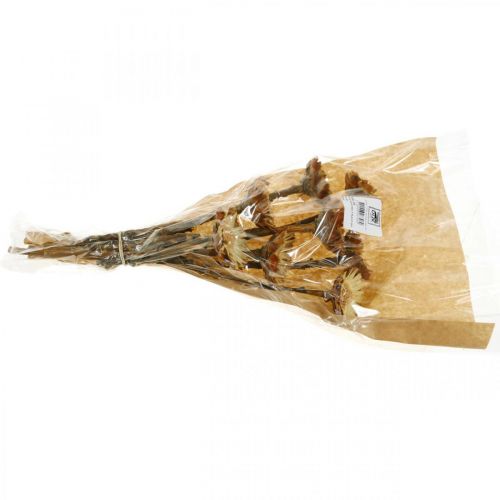 Floristik24 Protea Compacta Rosette Natur Trockenblume Zuckerbusch 8 St