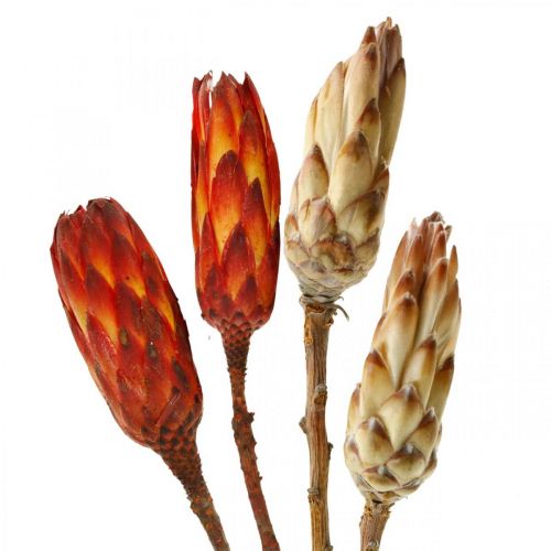 Floristik24 Protea Mix, Trockenblumen Respens Natur/Rot 13 St