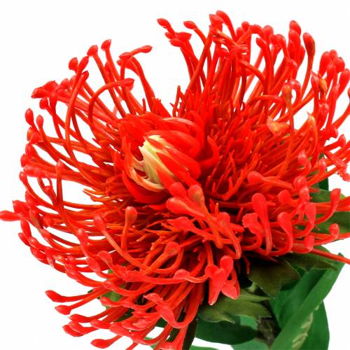 Artikel Protea Künstlich Rot 73cm