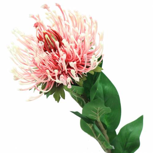 Artikel Protea Künstlich Rosa 73cm