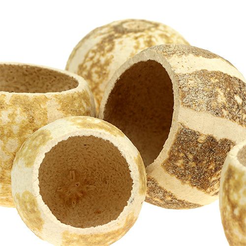 Floristik24 Pumkin Cup gebleicht 20St