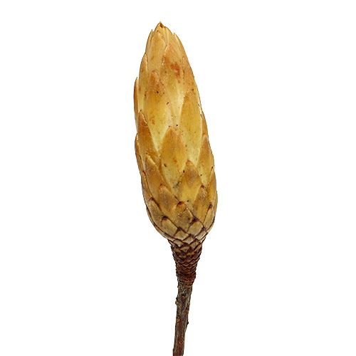 Floristik24 Repens Creme klein 50 St