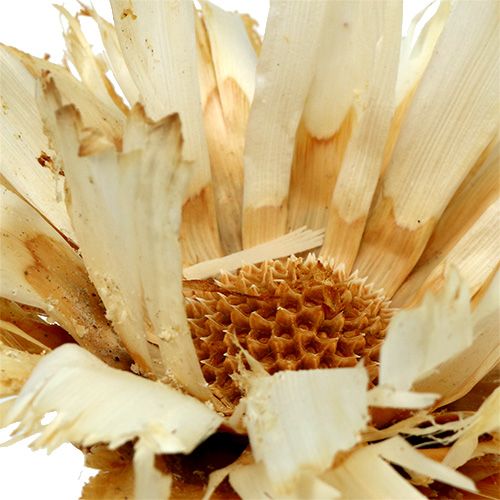 Artikel Repens Rosette gebleicht 8-9cm 20 St