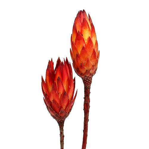 Repens Rot 2-Ton 25 St