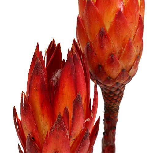 Artikel Repens Rot 2-Ton 25 St