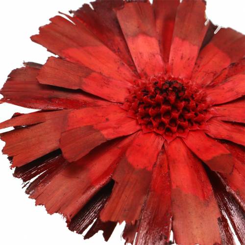 Floristik24 Repens Rosette Rot 8cm - 9cm 25 St