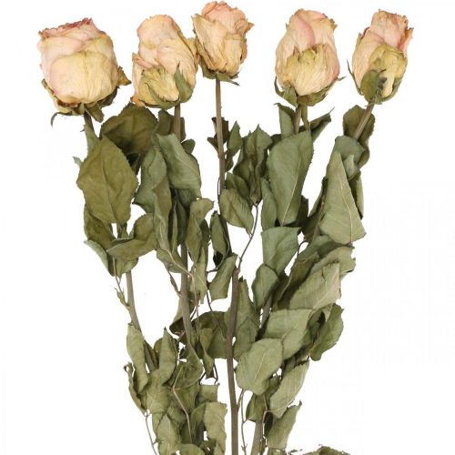 Floristik24 Deko-Rosen, Trockenblume, Getrocknete Rosen, Valentinstag, Trauerfloristik, rustikale Rosen Gelb-Rosa L48cm 5St