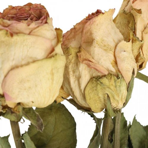 Artikel Deko-Rosen, Trockenblume, Getrocknete Rosen, Valentinstag, Trauerfloristik, rustikale Rosen Gelb-Rosa L48cm 5St