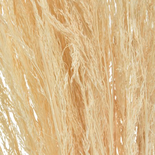 Floristik24 Straußgras Agrostis Capillaris Trockengräser Gebleicht 65cm 80g