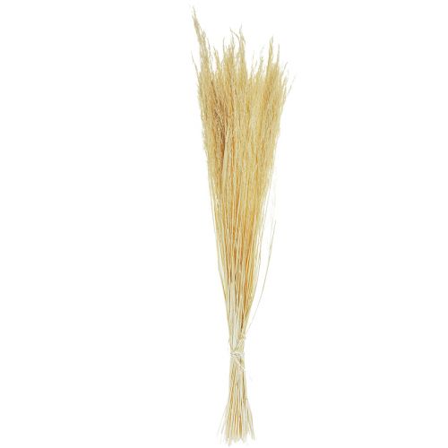 Floristik24 Straußgras Agrostis Capillaris Trockengräser Gebleicht 65cm 80g