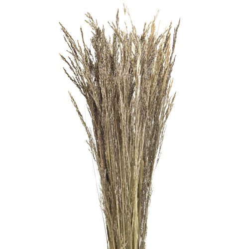 Floristik24 Straußgras Agrostis Capillaris Trockengräser Natur 60cm 80g