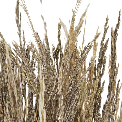 Floristik24 Straußgras Agrostis Capillaris Trockengräser Natur 60cm 80g