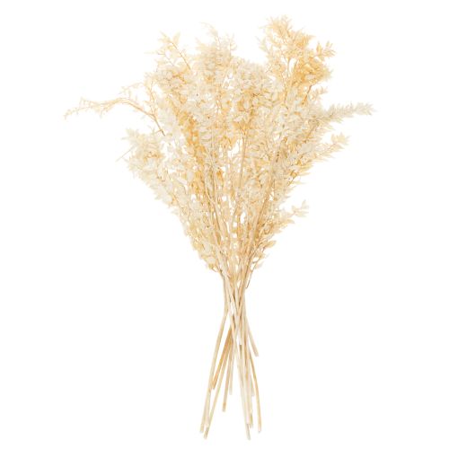 Ruscus getrocknet Dekozweig Ruscus gebleicht 200g | Floristik24.ch