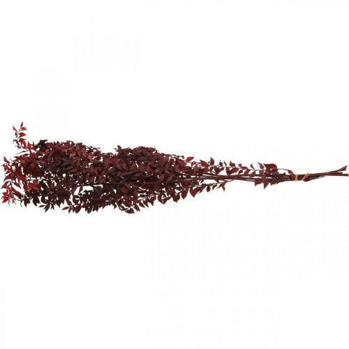 Floristik24 Getrockneter Ruscus, Trockenfloristik, Dornmyrte Rot L58cm 30g