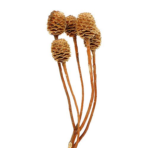 Sabulosum 4-6 Köpfe pro Zweig 25 St