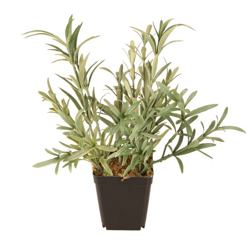 Floristik24 Salbei im Topf Salvia Lavandulifolia Künstlich H25cm