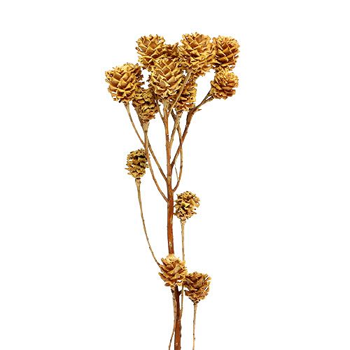 Salignum Zweig Hell Leucadendron Blüten am Zweig 25St
