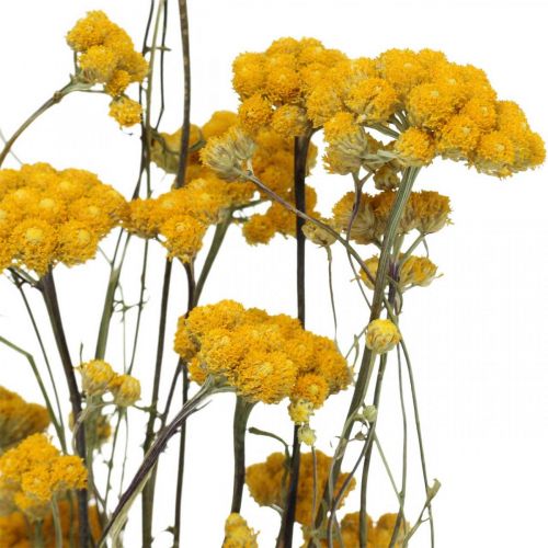 Bund Currystrauch, Trockenblume Gelb, Sonnengold, Italienische Strohblume L58cm 45g