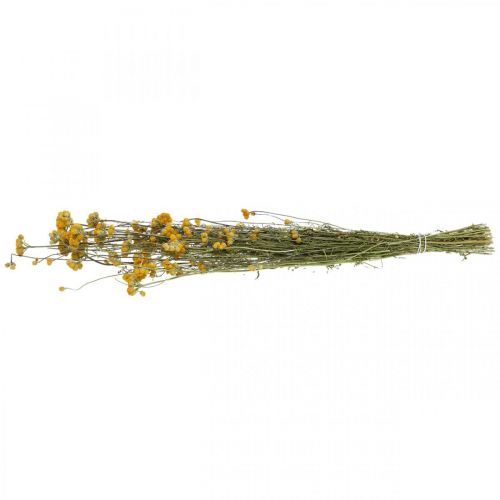 Floristik24 Bund Currystrauch, Trockenblume Gelb, Sonnengold, Italienische Strohblume L58cm 45g