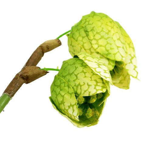 Floristik24 Schachblume Grün mit Wurzeln L30cm