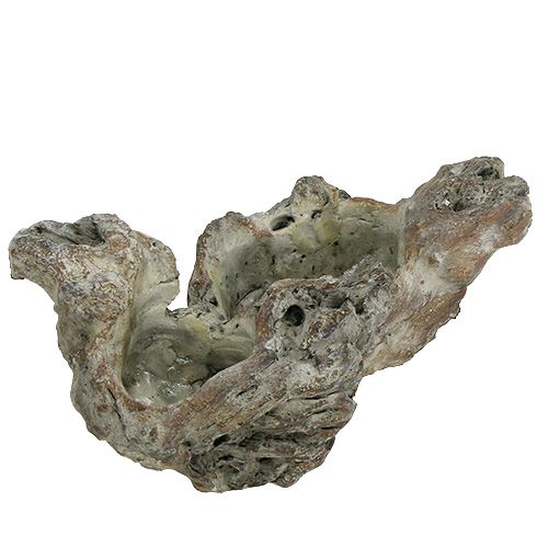 Floristik24 Schale Holz Wurzel 25,5cm x 14cm H11,5cm