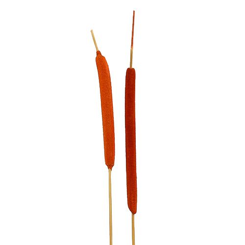 Schilfkolben Mix Orange 100 St