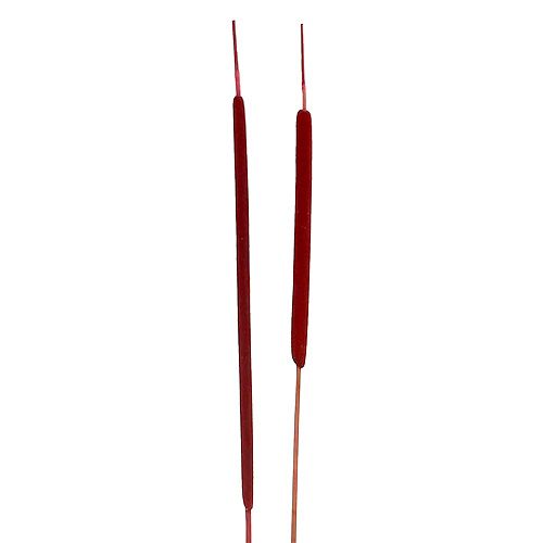 Schilfkolben Mix Rot 100 St