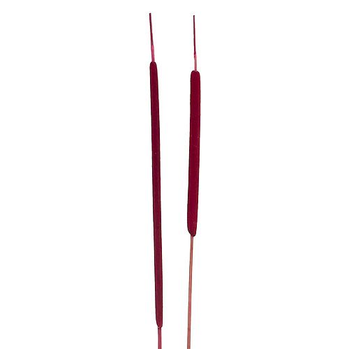 Schilfkolben Mix Erika 100 St