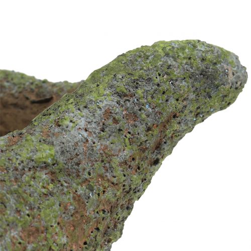 Floristik24 Muschel zum Bepflanzen mit Moos 25 cm