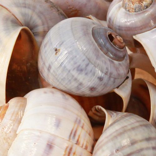 Floristik24 Schneckenhäuser Natur 1kg