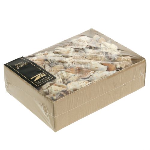 Floristik24 Schneckenhäuser Natur 815g
