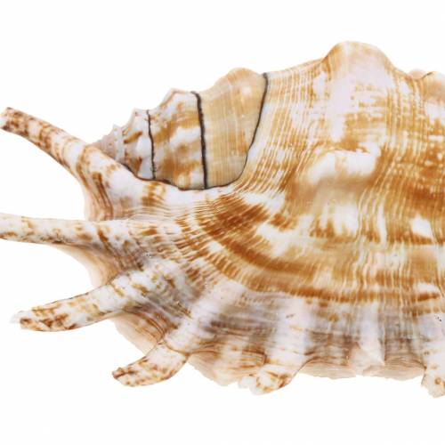 Floristik24 Meeresschnecke Tausendfüßlerschnecke Natur 11-15cm 10 St