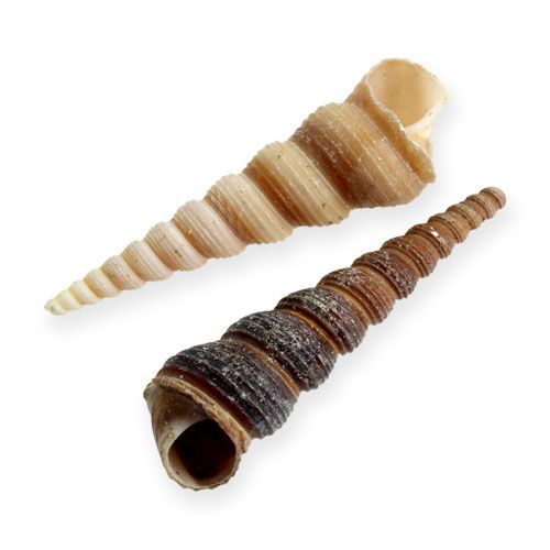 Floristik24 Terebra Turitella 1 kg