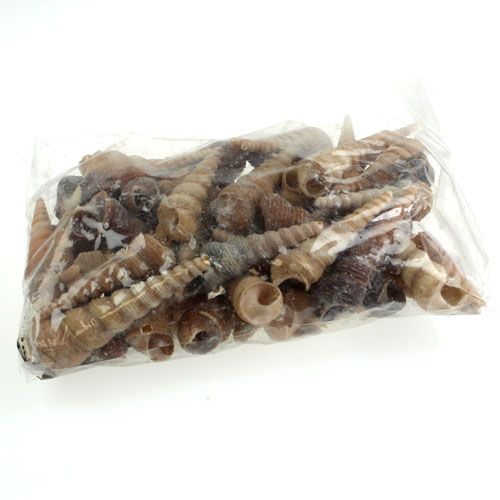 Floristik24 Terebra Turitella 1 kg